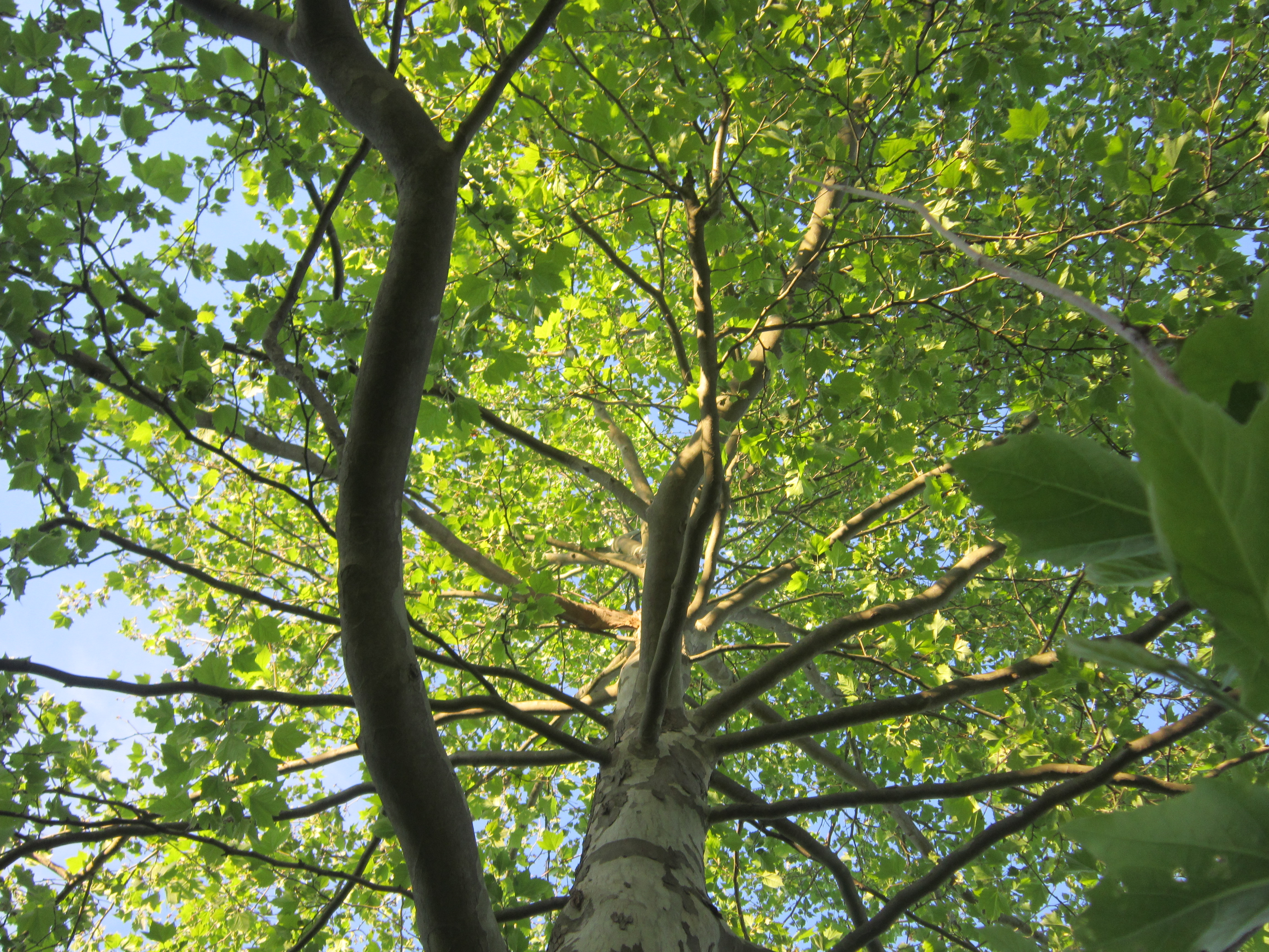 Tree Canopy Option 2 Center For Watershed Protection